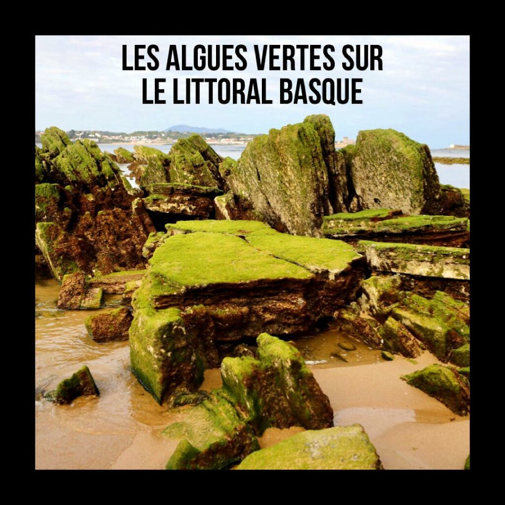 Pays basque : les algues vertes envahissent le littoral